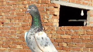 Outclass parwazi pigeons for sale in lahore sajid ansari...!!!03055681152