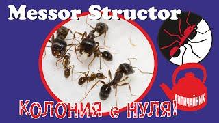 Муравьи Messor Structor. Колония с нуля! Античайник.