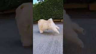 Run #fypシ #dog #gopro #fyp #shortvideo #shorts #short #shortsfeed