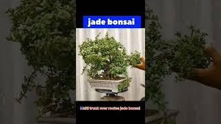 malti branch Jade bonsai #Jadebonsai