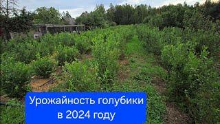 Итоги сезона голубики 2024 / Голубика 25 Июля