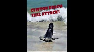 Clifton Beach Seal Attack!