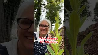 The Magic of Mullein #medicinalplants #mullein #gardening #gardentips