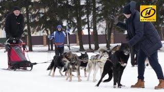 Клуб северных ездовых собак в Беларуси это не только гонки