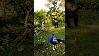 Beautiful peacock catching #youtube #birds #viralvideo #youtube #shortsfeed #subscribe #short #new