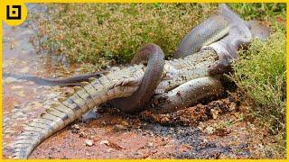 Top 15 Moments When Huge Snakes Eat Their Prey That Will Make You Cringe