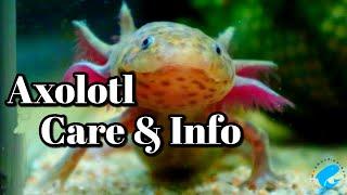 Axolotl Care and Information (Ambystoma mexicanum) Aka "The Mexican Walking Fish