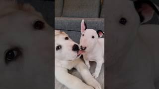 Минибулька Хрюша и Алабаечка Панда🩶 #собака #dog #сао #puppy #cute #alabai #minibull