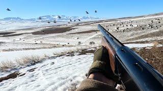 KINALI KEKLİK VE ÇİL KEKLİK AVI SEZON AÇILIŞI (3 HAFTALIK) | PARTRIDGE HUNTING