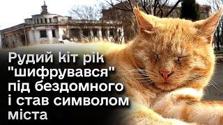  Рудий кіт удень іде до міськради - всі його там годують, а ввечері додому в тепло-добро