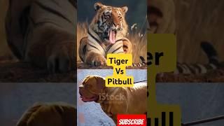 Tiger vs Pitbull who will win? #americanpittbull #trendingshorts #dogbreedfacts #shorts #doglover