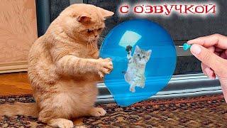 Приколы с котами с озвучкой! Смешные коты! Смешные животные 2023! funny animals!