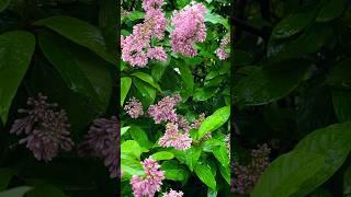 Если плохое настроние #любовьксебе#гармония#любовь#осознанность#мысли#отношения#жизнь#сегодня#мир