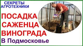 Посадка саженца винограда в Подмосковье