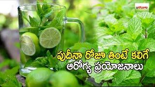 పుదీనా రోజూ తింటే కలిగే  ఆరోగ్య  ప్రయోజనాలు | Mint leaves (Pudina) Health Benefits and  Side Effects