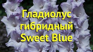 Гладиолус гибридный Свеет Блю. Краткий обзор, описание характеристик, где купить луковицы Sweet Blue