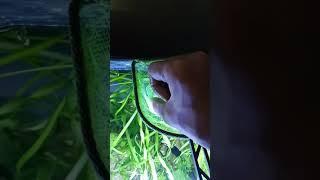 Giving SALT BATH to My FISH!  | Platy Fish Sick 
