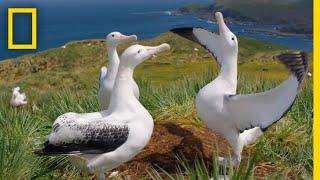 Albatrosses' Life-Long Bond Begins With Elaborate Courtship – Ep. 3 | Wildlife: Resurrection Island