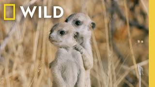 7 Minutes of The Cutest Baby Animals You've Ever Seen | Nat Geo