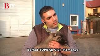 Gazete Balkan & Serhat TOPBAŞ / Kangal Köpekleri