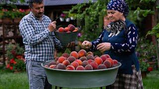  Peaches Harvesting and Making Natural Juice for Winter ️