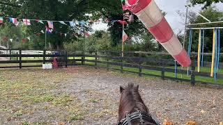 In the Arena with Ted the Shetland