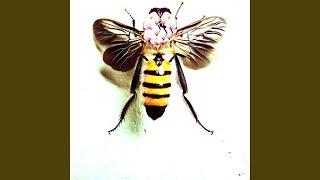 Wall fly