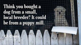 Think you bought a dog from a small, local breeder? It could be from a puppy mill.