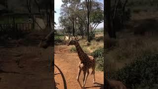 Giraffe center Nairobi, Kenya