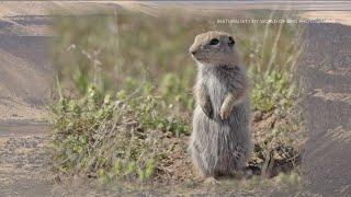 New species of squirrel discovered in Idaho