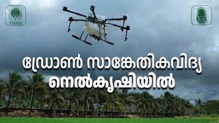 ഡ്രോൺ സാങ്കേതികവിദ്യ നെൽകൃഷിയിൽ  Drone Technology in Paddy | കേരള കാർഷിക സർവ്വകലാശാല