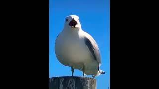 Screaming Seagull | #shorts