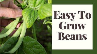 Green Beans: Tips for Beginner Gardeners