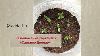 Размножение гортензии Сильвер Доллар