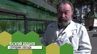 13 ПАВЛИНОВ ВЫПУСТИЛИ В УЛИЧНЫЕ ВОЛЬЕРЫ