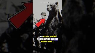 Wojtek: The Bear Who Went To War! | World War II Animal Hero Wojtek And The Polish Army