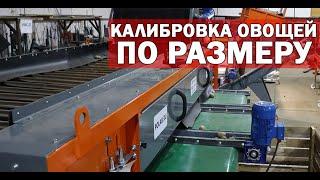 Роликовый калибровщик овощей (видео)