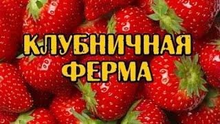 Клубничная ферма на Бали