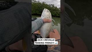 Jack Crevalle FEEDING FRENZY On Fishing Kayak!   #shorts #fishing #jackcrevalle #kayak #inshore
