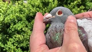 „Vale Beer“, Original Stefaan Lambrechts, breeder at www.mvn-pigeons.com