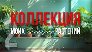 Фикус бамбино: Удивительный Секрет Моей Коллекции! Часть 2