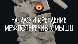 Начало и крепление межпоперечных мышц 3D Анатомия