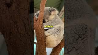 El Sueño de los Koalas #koalas