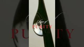 Sign of Purity | Pure Water Drops | Released in Photosynthesis Process |