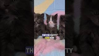 What Would You Name Him? Available Maine Coon Kittens at Windy Hill Pets