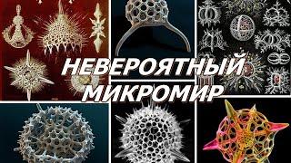 10 УДИВИТЕЛЬНЫХ КЛЕТОК