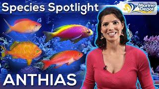 Species Spotlight: ANTHIAS | With Hilary, Marine Biologist of WaterLogged