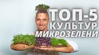 ТОП 5 Микрозелень Культур  Ситиферма Бизнес идеи