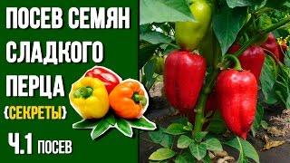 Посев Сладкого  перца| От семечка до урожая.