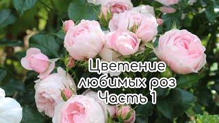 Цветение любимых роз в июльском саду. Часть 1. Флорентина, Ханс Гоневейн, Ла Вилла Котта и др.